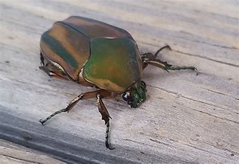 green june beetle whats  bug