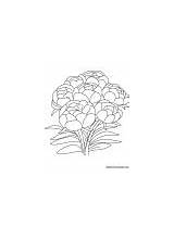 Peony Coloring Flowers Pink sketch template
