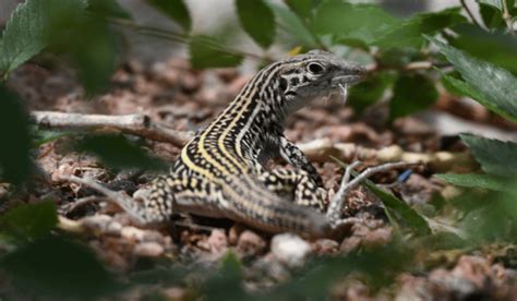 lizard species   colorado  pictures pet keen