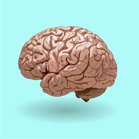 realistic human brain custom designed illustrations creative market