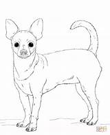 Chihuahua Coloring Pages Printable Dog Pug Pomeranian Beverly Hills Dogs Drawing Print Puppy Sketch Animals sketch template