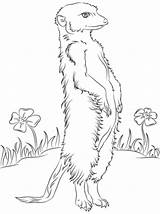Meerkat Coloring Pages Drawing Colouring Printable Meerkats Print Flowers Drawings Animals Sketch Color Sheets Animal Getdrawings Categories sketch template