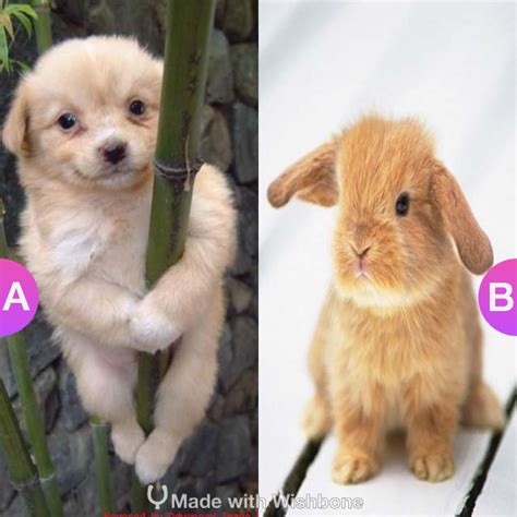 what makes you melt cute puppies or cute bunnies make yours