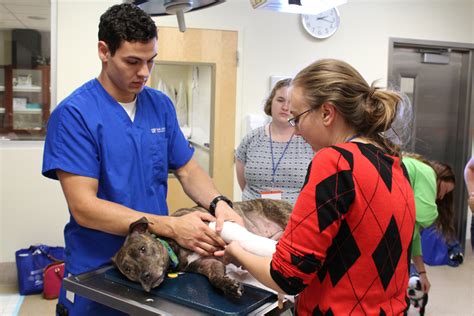 veterinary technician conference draws record number  participants  veterinary page