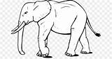 Gajah Mewarnai Pngegg Sketsa Elephantidae Fil Kertas Elephants sketch template
