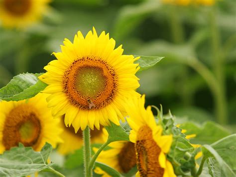 las mejores imagenes de flores en el mundo  fotos