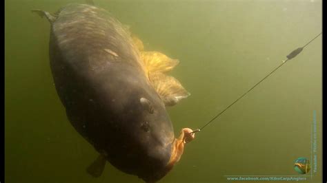 underwater video  common carp  kg youtube