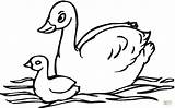 Coloring Swan Pages Year Baby Olds Swans Two Color Printable Cartoon Sheet Kids Print Drawing Supercoloring Getcolorings Colorings Getdrawings Clipart sketch template