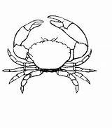 Crab Coloring Drawing Stone Pages Printable Blue Kids Simple Template Print Crabs Animals Color Getdrawings Sketch Getcolorings Animalplace Visit Animal sketch template