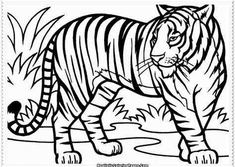 tiger coloring pages  kids visual arts ideas