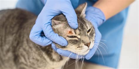 Ringworm In Cats Causes Symptoms And Treatment All About Cats