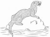 Otter Coloring Lontra Otters Onlinecoloringpages sketch template