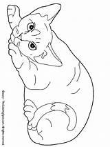 Poezen Rex Kleurplaat Kleurplaten Devon Coloriage Katten Coloringkids Britt Schattige Dessiner Honden Dessin Dibujar Uitprinten Downloaden Disney Felidos Livre Imprimer sketch template