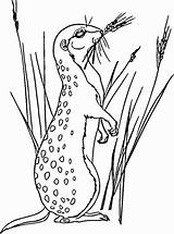 Coloring Meerkat Pages Meerkats Grass Color sketch template