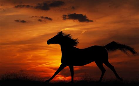 horses  sunset wallpapers wallpaper cave