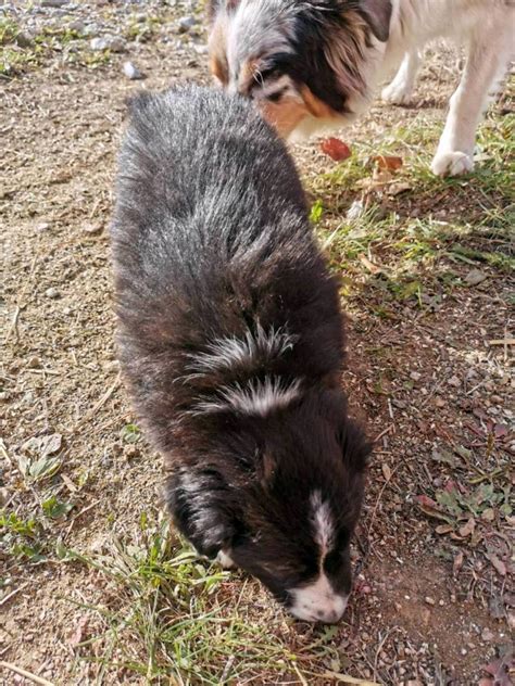 australian shepherd reinrassig australian shepherd welpen abzugeben kaufen landwirtcom