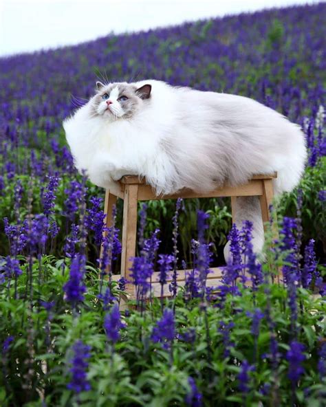 psbattle fluffy cat   field  lavender fluffy animals cute cats