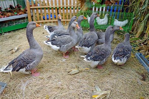 toulouse geese for sale waterfowl hatchery cackle hatchery