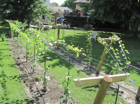 growing grapes   vineyard finished trellis