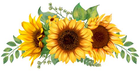 sunflower pngs