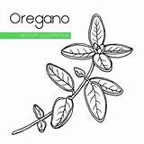 Oregano Origano Plant Bianco Foglie Herbal Drawn Vettore Pianta Ramo Isolato Erba Engraved sketch template