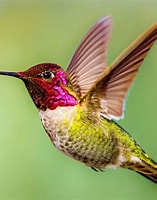 Risultato immagine per colibrì di Anna. Dimensioni: 157 x 200. Fonte: www.thespruce.com