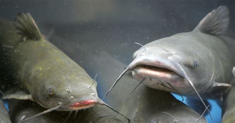 mississippi catfish company recalls  tons  adulterated product