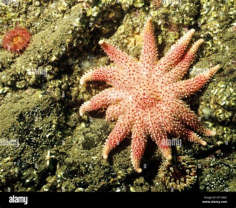 echinoderms starfish common sunstar crossaster papposus  stock