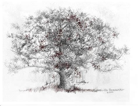 maryland white oak drawing  jim hubbard fine art america