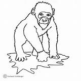 Schimpanse Menschenaffe Ausdrucken sketch template