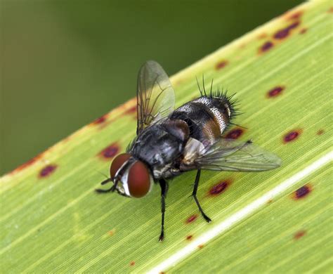 macro close    fly image  stock photo public domain photo