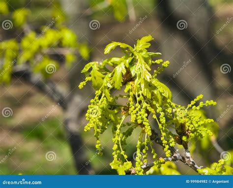 blossom  english oak tree  quercus robur  male flowers close