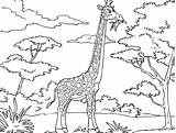 Giraffe Coloring Pages African Printable Animals Kids Funny Savanna Color Cartoon Drawing Leaves Clipart Colouring Jirafa Para Giraffes Mask Sheets sketch template