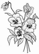 Pansy Bouquet sketch template