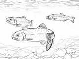 Trout Coloring Pages Cutthroat Printable Brown Fish Greenback Drawings Crafts Glass Woodburning Engraving Printables Cartoon Painting sketch template