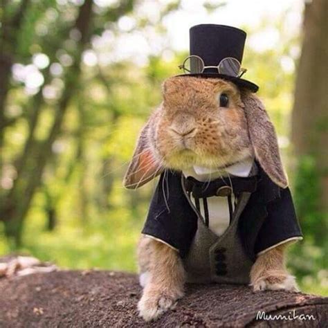 a rabbit dressed in a top hat and suit sitting on a tree stump with