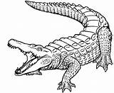 Crocodile Alligator Crocodiles Ausmalen Coloringsun Coloringhome sketch template