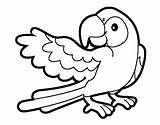 Parrot Wideout Coloring Coloringcrew Colorear sketch template