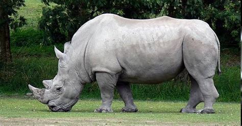 World S Oldest Captive White Rhino Dies At Age 55