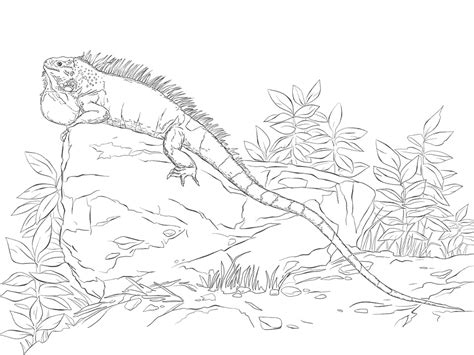 realisitc green iguana coloring page  printable coloring pages