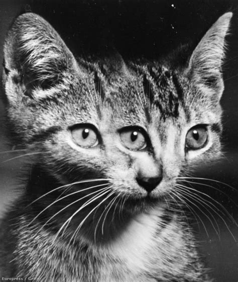 vintage  eyed cats  weegee monovisions black white