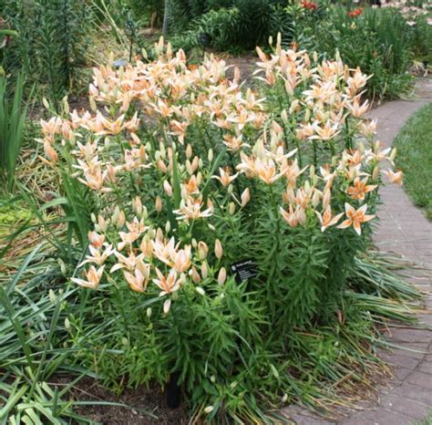 garden lily umass amherst greenhouse crops  floriculture program