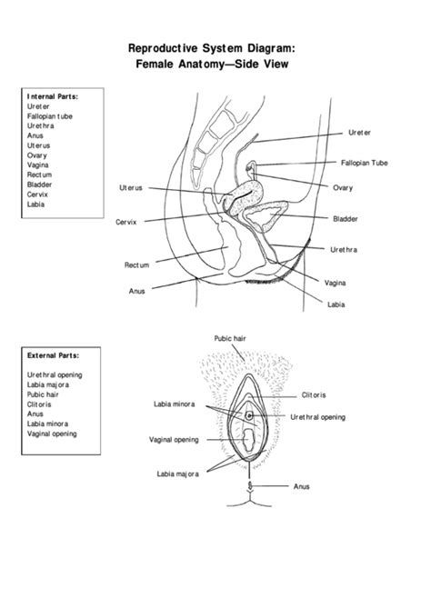 Reproductive System Diagram Female Anatomy Side View