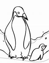 Penguin Coloring Emperor Pages Color Animals sketch template