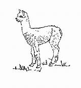 Coloring Alpaca Pages Alpacas Printable Llama Template Printables Lama Dari Disimpan Comments sketch template