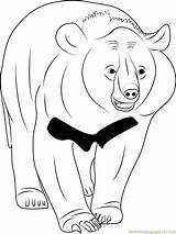 Bear Asian Coloring Pages Coloringpages101 Online sketch template