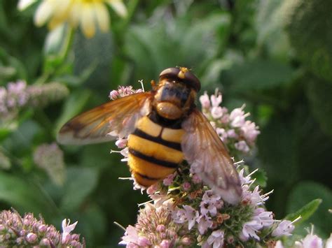 natural stone volucella inanis