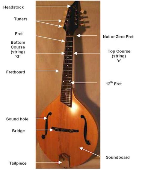 anantomy   mandolin
