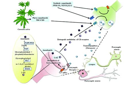 The System Of Endocannabinoid And Cannabinoids The Cannabinoid