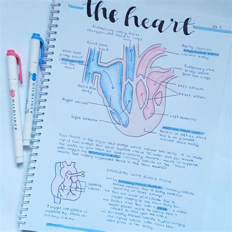biology  aqa gcse combined science summary   heart